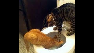  How cats fool around!  Funny video with cats and kittens on the new channel Baraban-TV! 