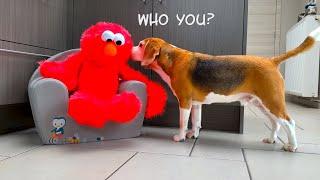 ELMO vs FUNNY DOGs PRANK  | Funny Dogs Louie & Marie