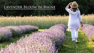 Summer Lavender Bloom