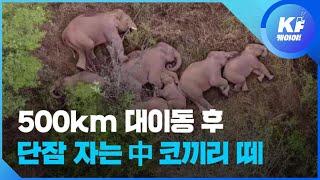 “낮잠 자며 쉬어가요” 편안한 안식처 찾아 나선 코끼리들 / KBS