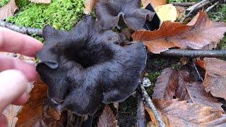 Horn of Plenty (Craterellus cornucopiodes)