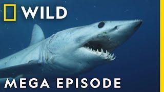 When Sharks Attack | Season 8 Mega Episodes Compilation | Nat Geo Wild