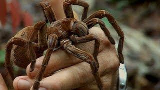 Holding a Wild Goliath Tarantula | Deadly 60 | Earth Unplugged