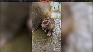 Funny Wild Monkey moments #1_Full- Best Animal moment - Animal Verse