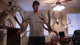 WORLD RECORD MULE DEER SHEDS!!