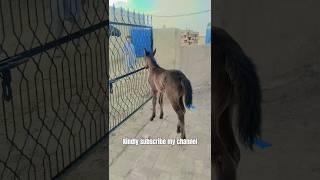 pind34| horse in Pakistan | horse riding | black ghora | horse race