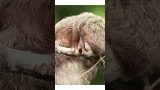 Pygmy Three-Toed Sloth | पैग्मी थ्री-टो स्लॉथ | #wildlifewonders |
