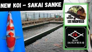 New Koi -Stunning Sakai Fish Farm SANKE - Koi Soldier Grow & Show