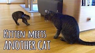 Kitten meets another cat (for the first time)