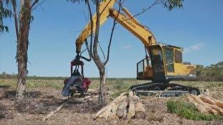 Голубой эвкалипт даёт австралийцам работу и деньги