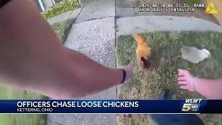 Renegade chickens caught on video fleeing Ohio law enforcement