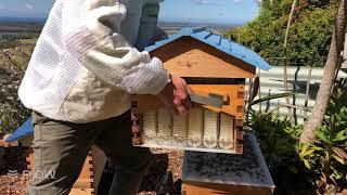 How to do a brood inspection - Flow Hive