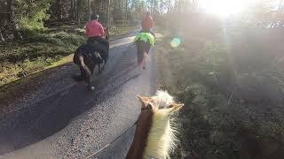 Hacking in Finland with Finnhorse Onni and friends