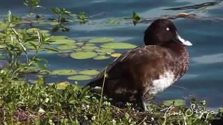 Hardhead. ( Aythya australis). HD Video Clip 1/1 Tim Siggs ABVC. Australian Bird Media.