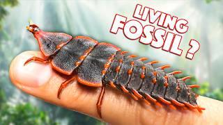 Prehistoric Creature FOUND ALIVE! (Trilobite Beetle)