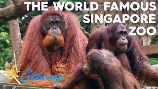 Singapore Zoo & Night Safari | Getaway 2019