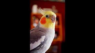 Cockatiel Bird Sound. Cockatiel Mating Call. Parrot Cockatiel best singing 