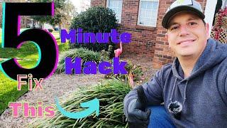 5 Minute HACK!! How to clean up Loriope the EASY Way | DIY Lawn Coach