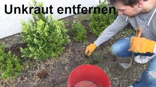 Unkraut entfernen Tipps und Tricks Unkraut jäeten vernichten ziehen bekämpfen