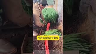 韭菜最喜欢的一样东西您知道是什么吗#学种菜 #种植小技巧 #种菜