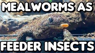 Mealworms As Feeder Insects