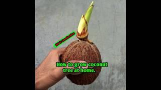 How to grow coconut tree at home #short #coconut #grow