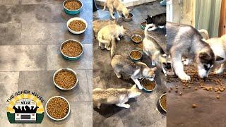Feeding 8 rescue husky puppies | The Asher House
