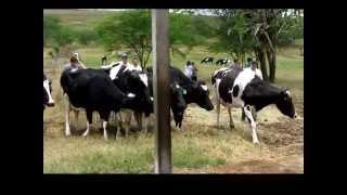 Cows selecting cactus at feeding