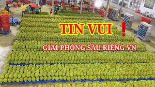 THỊ TRƯỜNG NÔNG SẢN MỚI NHẤT | VIỆT NAM#tintuc #giasaurieng