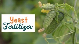 How to make a quick Fertlizer to boost the growth of your Cucumber Plants || yeast fertilizer