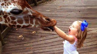 Try Not To Laugh : Baby Reactions to Giraffe - Funny Animal Videos