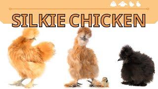 What's So Interesting About The Silkie Chicken?!