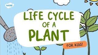 Life Cycle of a Plant for Kids! | Learn Parts of a Plant  | Twinkl USA