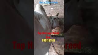 New Entry :-Top #Desi cow 8901191919