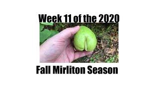 Week 11 of the 2020 Fall Mirliton (Chayote) Season