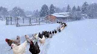My Own Winter Wonderland: Raising Healthy Organic Chickens & Collecting Farm-Fresh Eggs