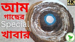 আম বড় ও মিষ্টি করতে দিতে হবে এই স্পেশাল খাবার | Special Fertilizer for Mango Plant|@rajgardens