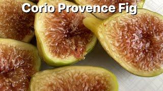 Corio Provence Fig