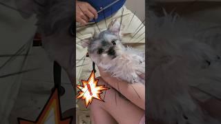 얌전히(?) 셀프미용 당하는 강아지 #강아지영상 #아기강아지 #강아지 #강아지일상 #몰키 #요크셔테리어 #강아지장난감 #말티즈 #강아지목욕