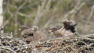 4x16x22 Eagles Nest with 3 babies! pt.2 Summers County, W.V. Filmed By Michael Gill