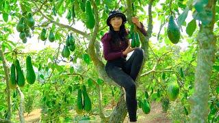 Harvesting the Bui Beo Avocado Garden Going To Market Sell-Butter Sauce Noodles | Thu's Country Life