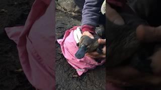 …a platypus?#cute #animal