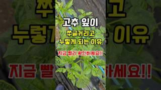 고추잎이 쭈글거리고 누렇고 꽃과 열매가 떨어지는 이유 여기 꼭 확인하세요 #고추농사