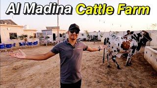 Al Madina Cattle Farm Gadap Town Detail Visit and Palai Service | @Shah_Times Chalo Phir