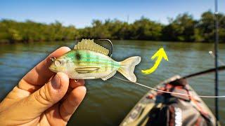 Will the Livetarget Pinfish Catch Big Snook?? (Lure Review)