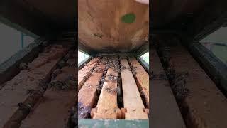 2025.05.27 This is getting ridiculous, swarm number what ever. Located 10-15 feet from my shop door.