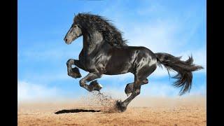 TOP 10 Most Popular Horse Breeds In The World