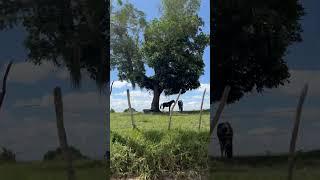 O pasto verde os gados de buxo cheio por aqui