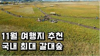 11월 여행지 추천, 국내 최대 규모의 갈대숲을 걸을 수 있는 순천만 갈대숲