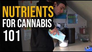 Nutrient 101 - How to Feed Your Plants for Massive Yields
